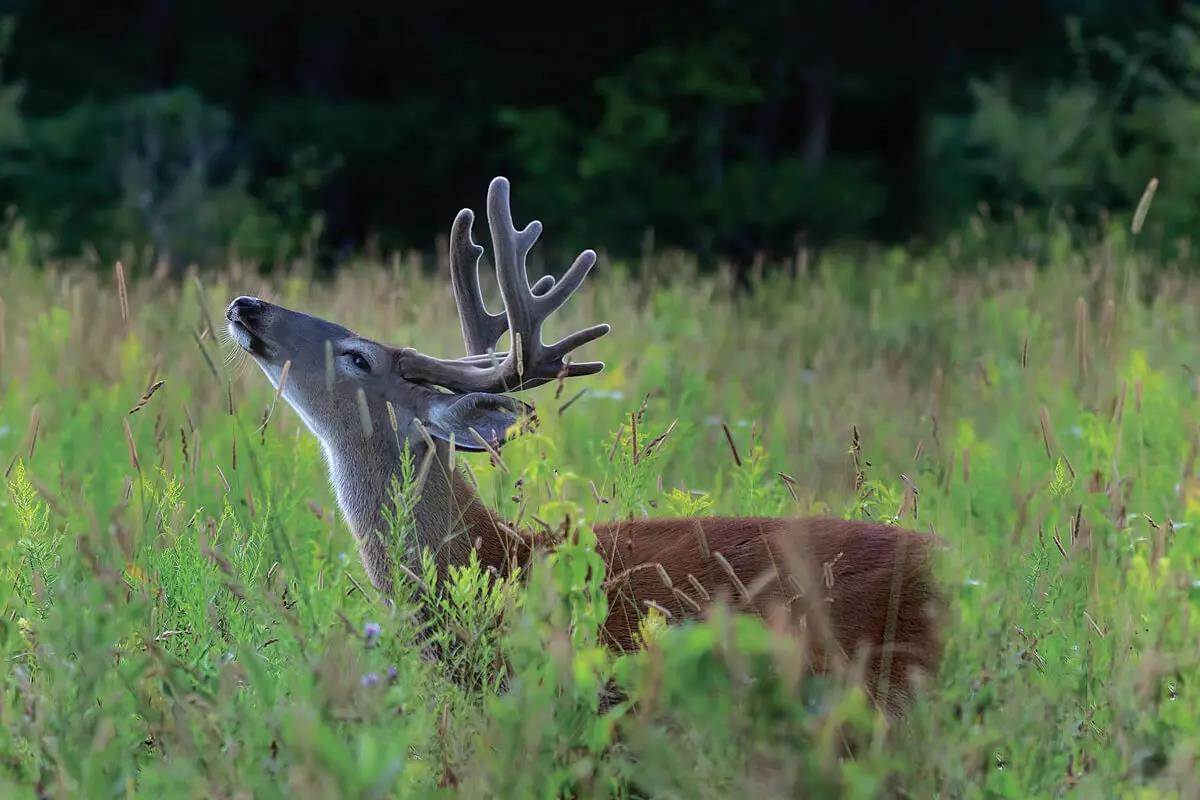 Male whitetail smelling the air