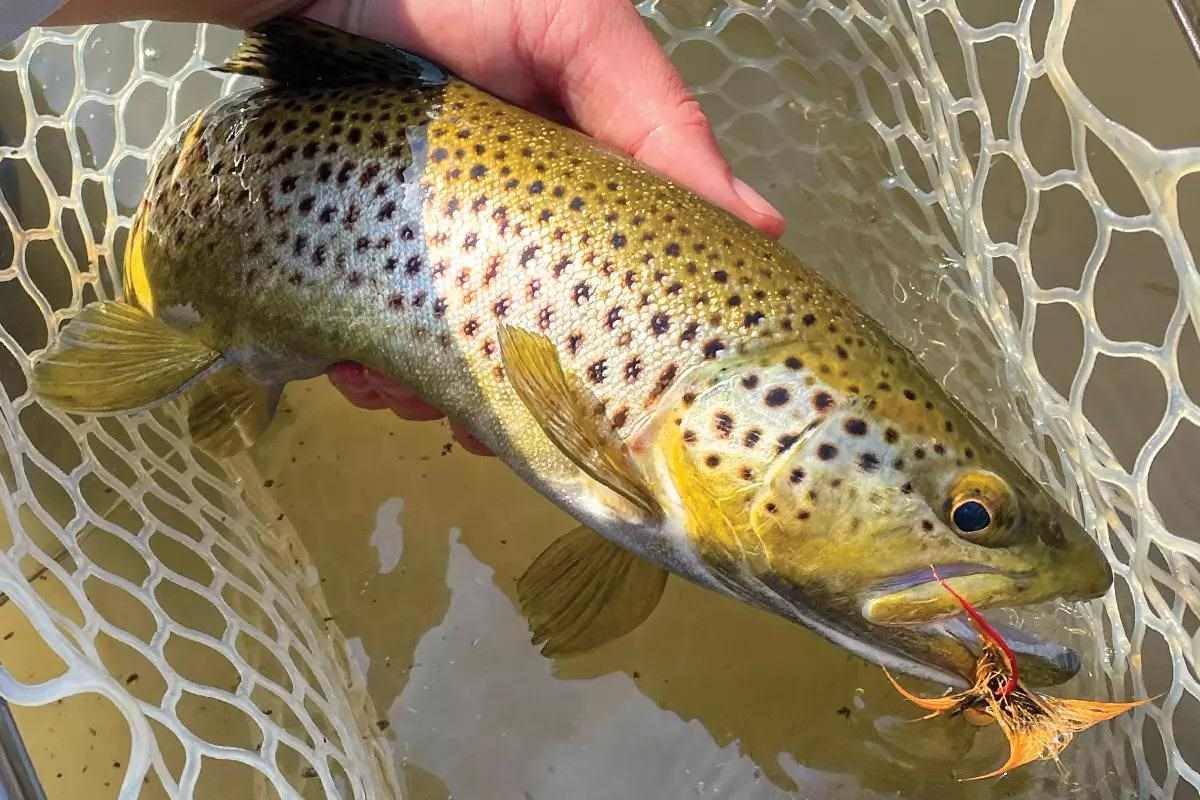 Trout being held partially out of water, in a net