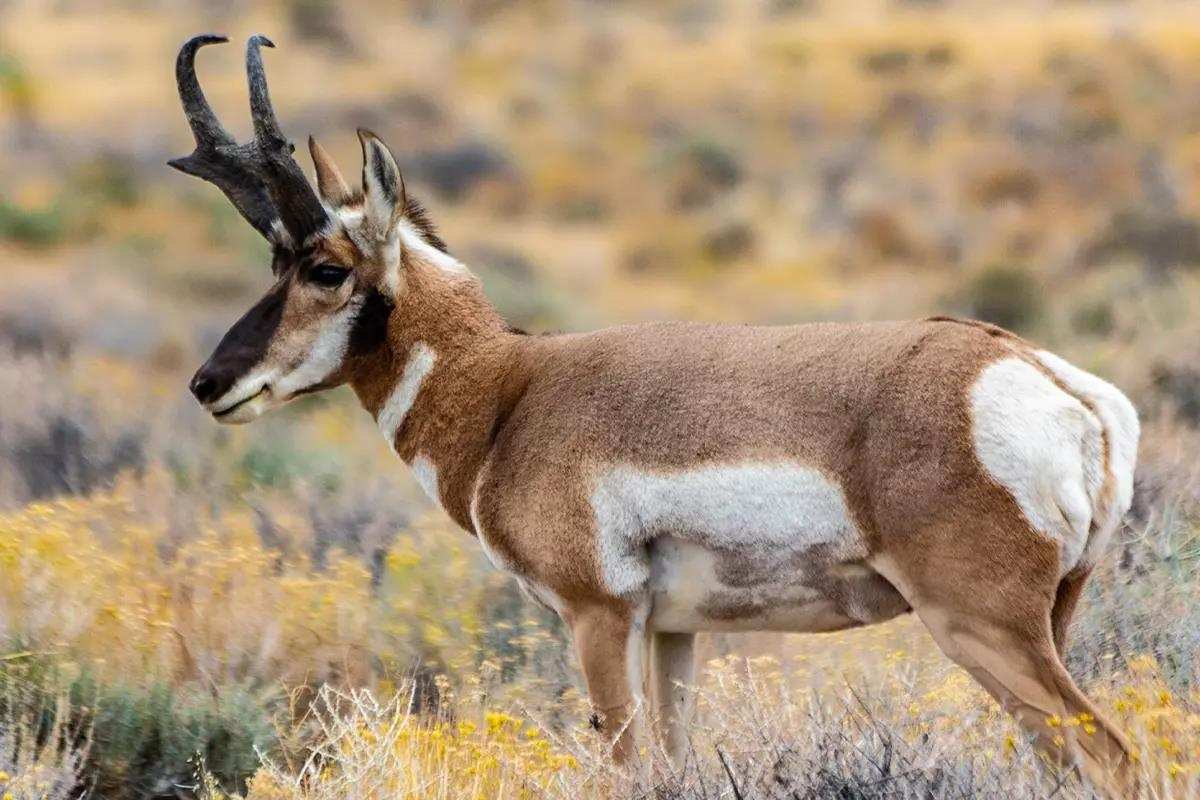 Brown, tan, and white Pronghorn Antelope