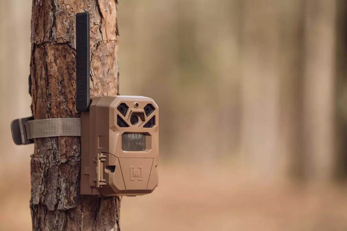 Trail camera on a tree trunk