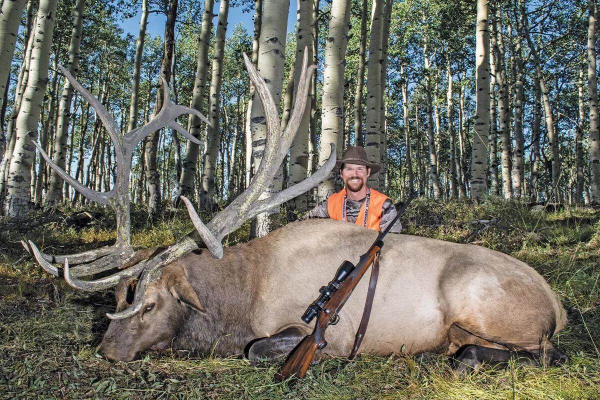Bull elk with hunter in woods
