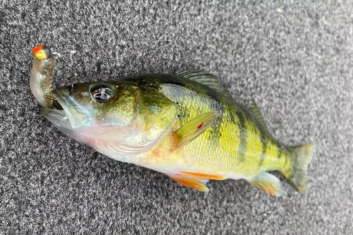 Yellow Perch with lure in mouth