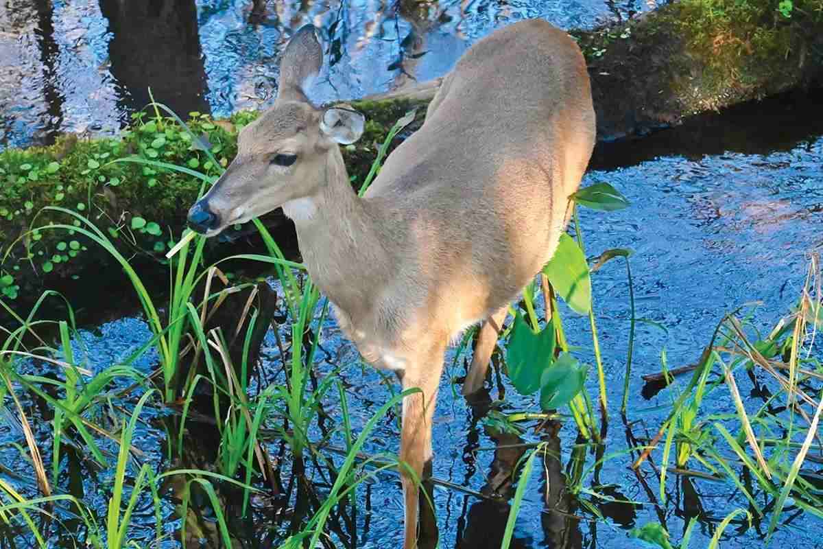 Deer grazing on greenery