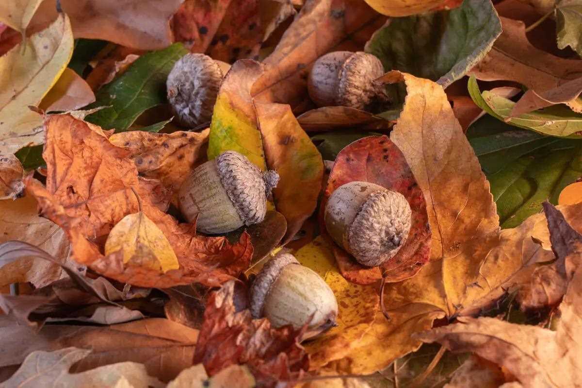 Closeup of acorns amongst brown leaves