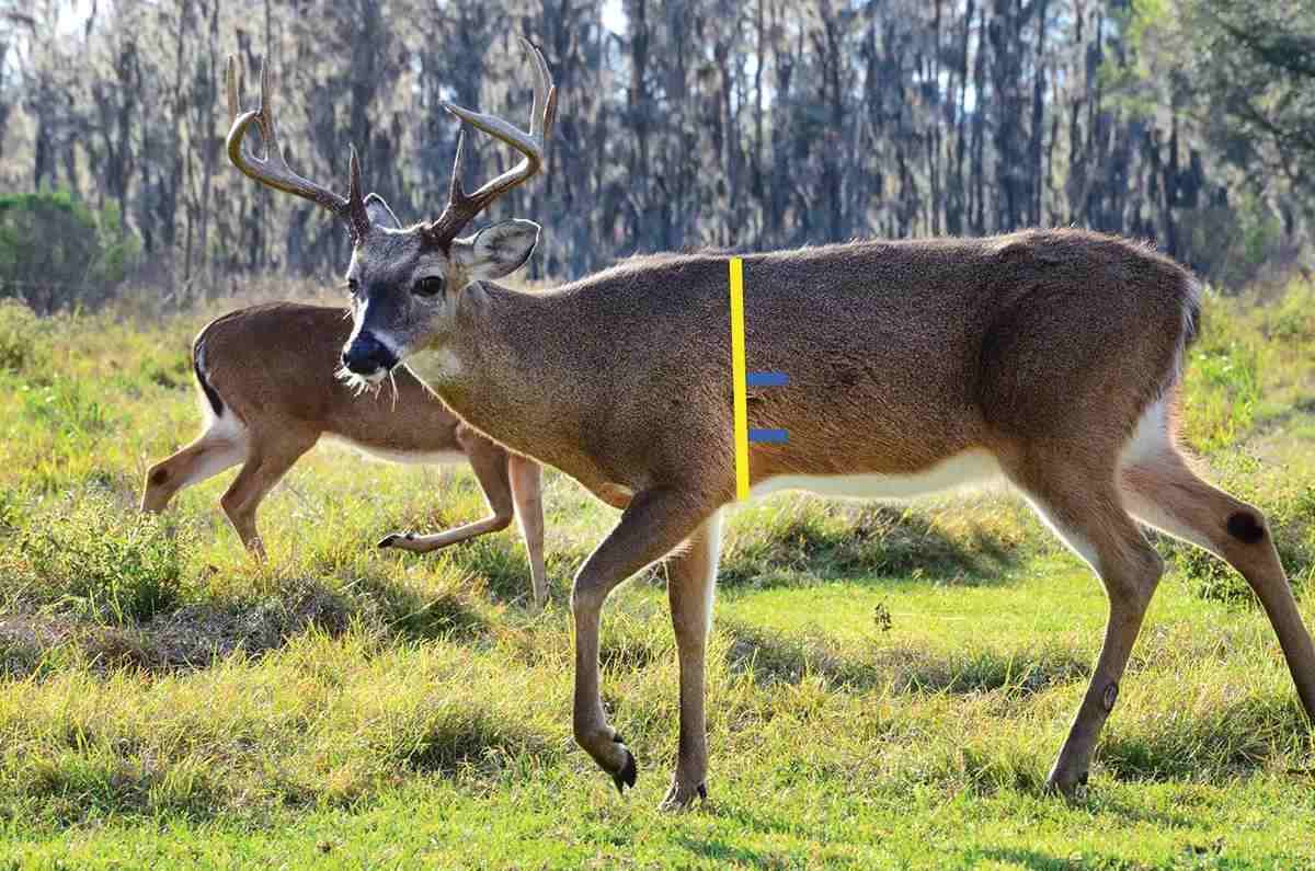 Image of deer in woods with yellow directional lines on body