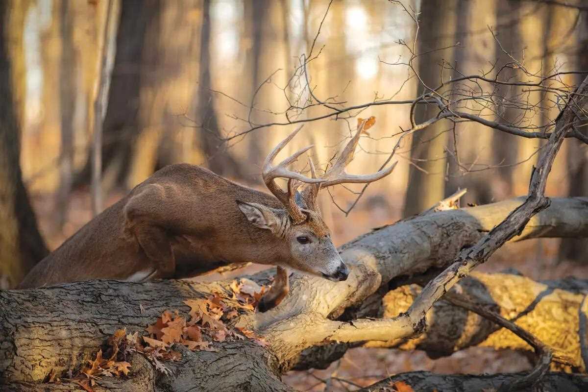 Deer jumping over fallen tree trunk