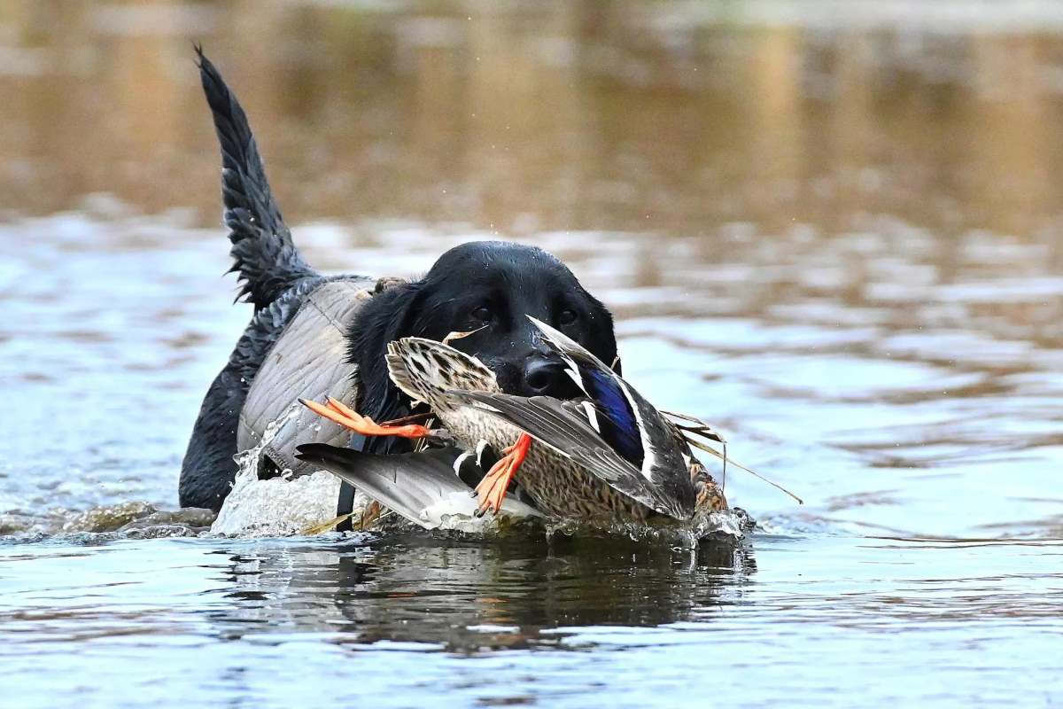 Black dog in water with duck in its mouth