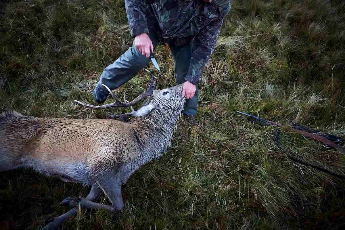 Hunter with knife approaching a recently shot deer in wooded area