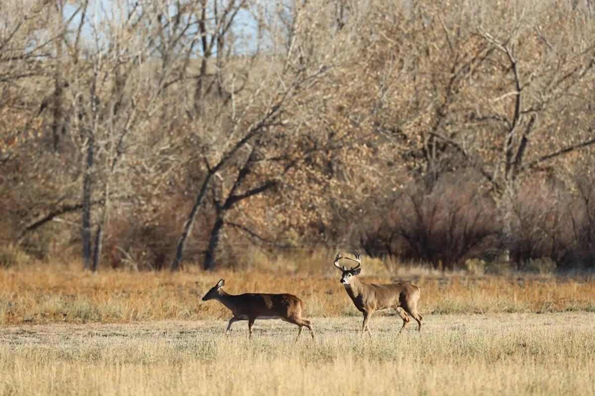 2 deer walking across field in front of wooded area