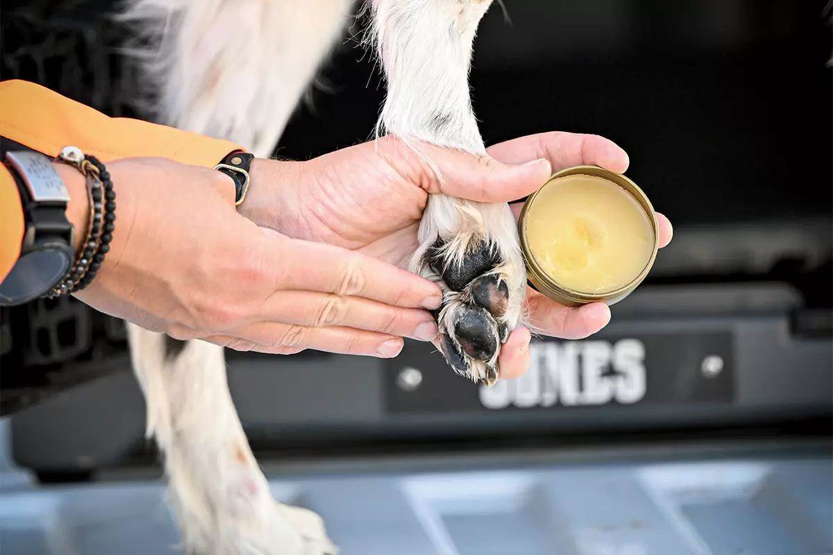 Person rubbing salve on the bottom of a white dog's paws
