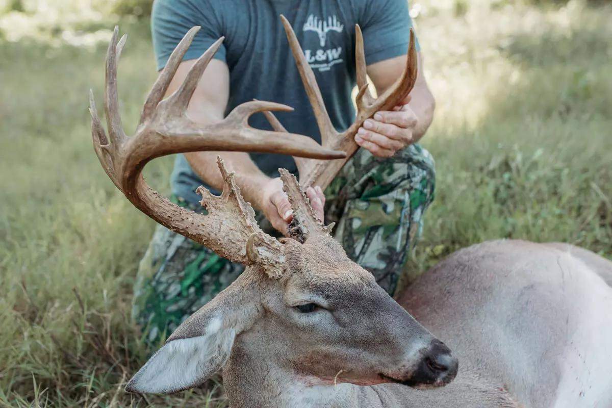 Close up of hunter holding large deceased buck by antlers in grass