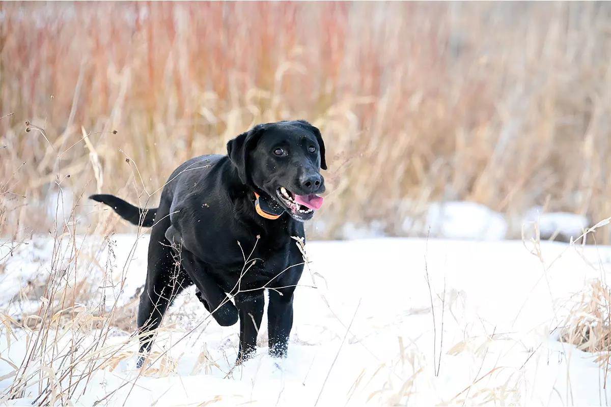 Black hunting dog running through snow