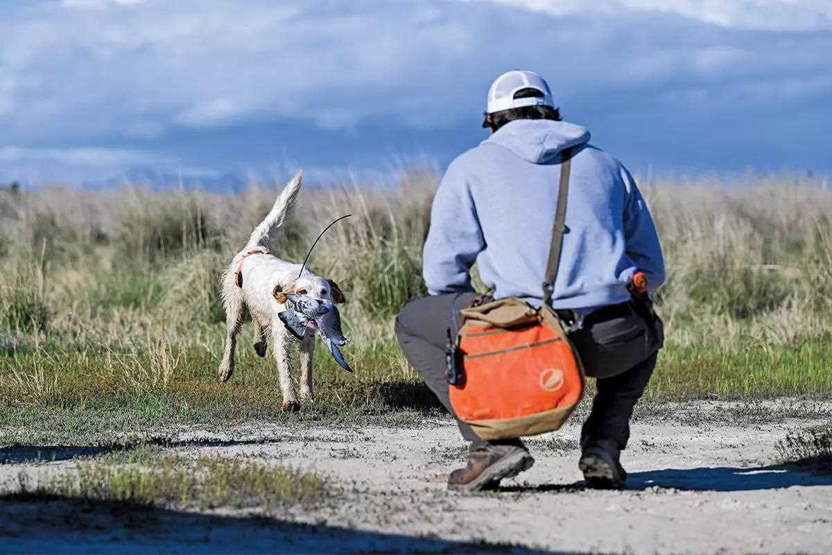 Duck dog retrieving duck kill for squatting man in blue hoodie and ballcap