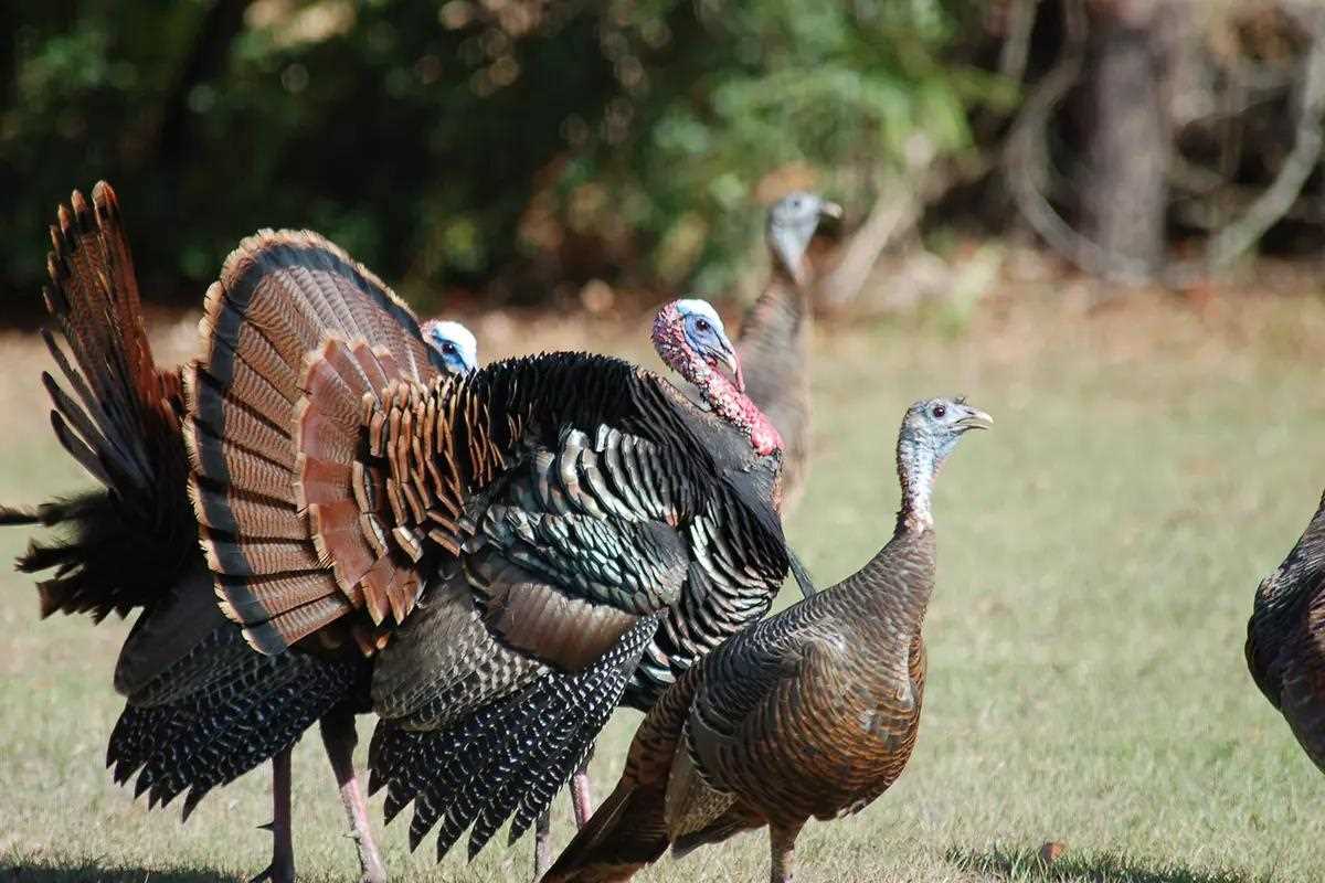 Several large turkeys strutting in field