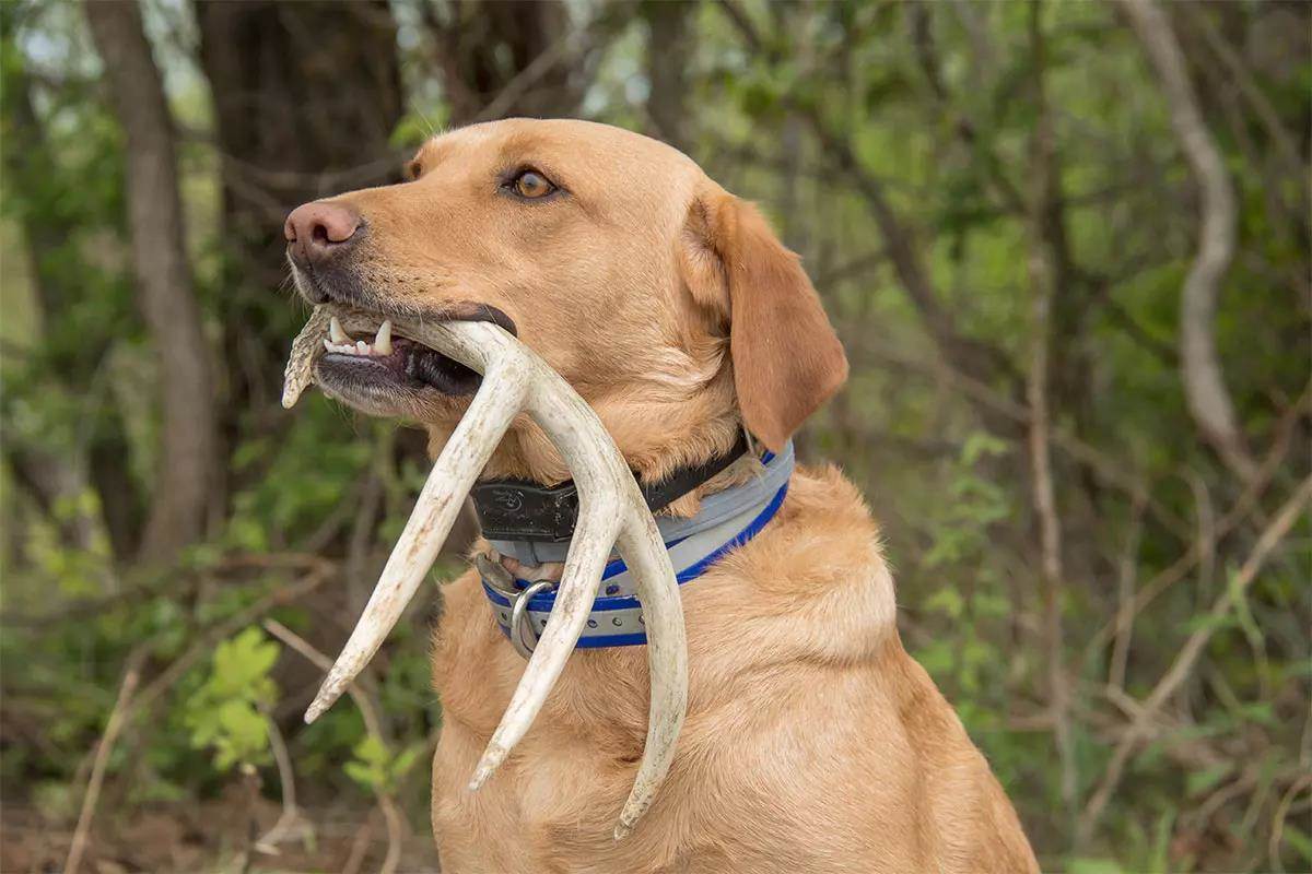 Golden retriever sitting outdoors with shed in mouth