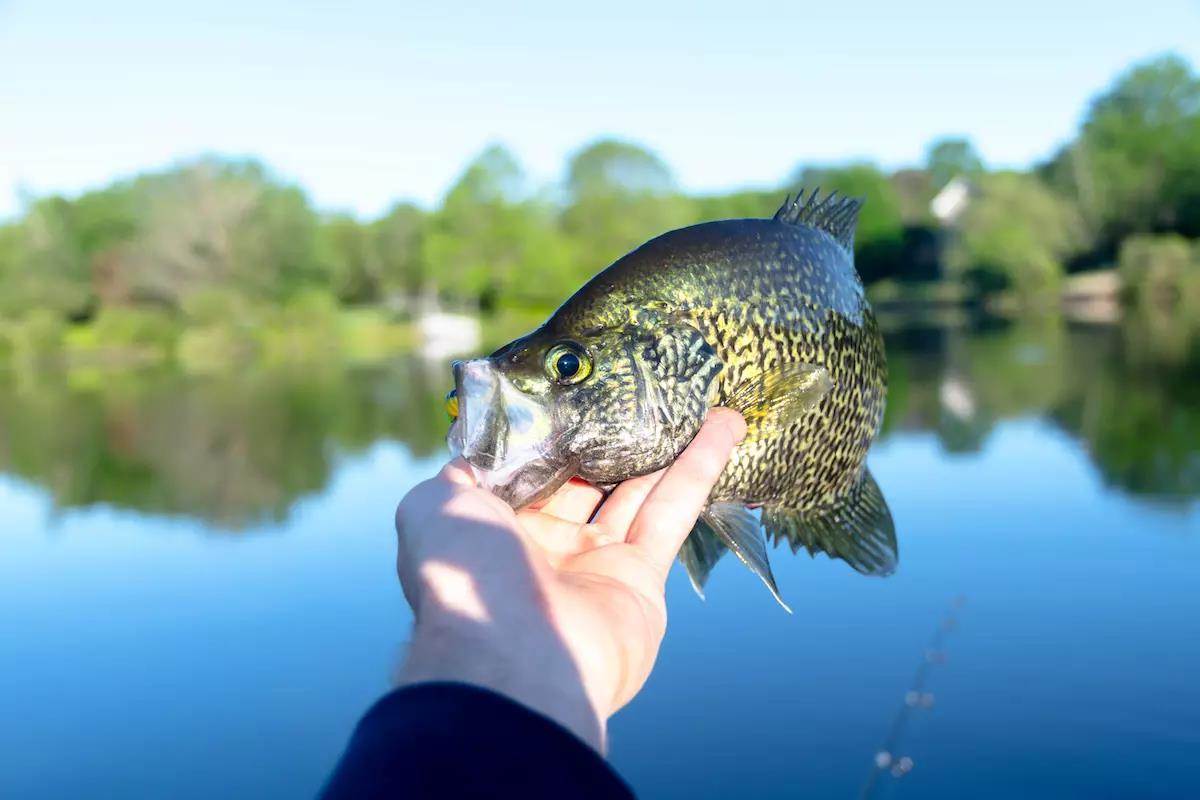 Fisherman's hand holding a mid-sized crappie up in the air over still waters, trees in distant background