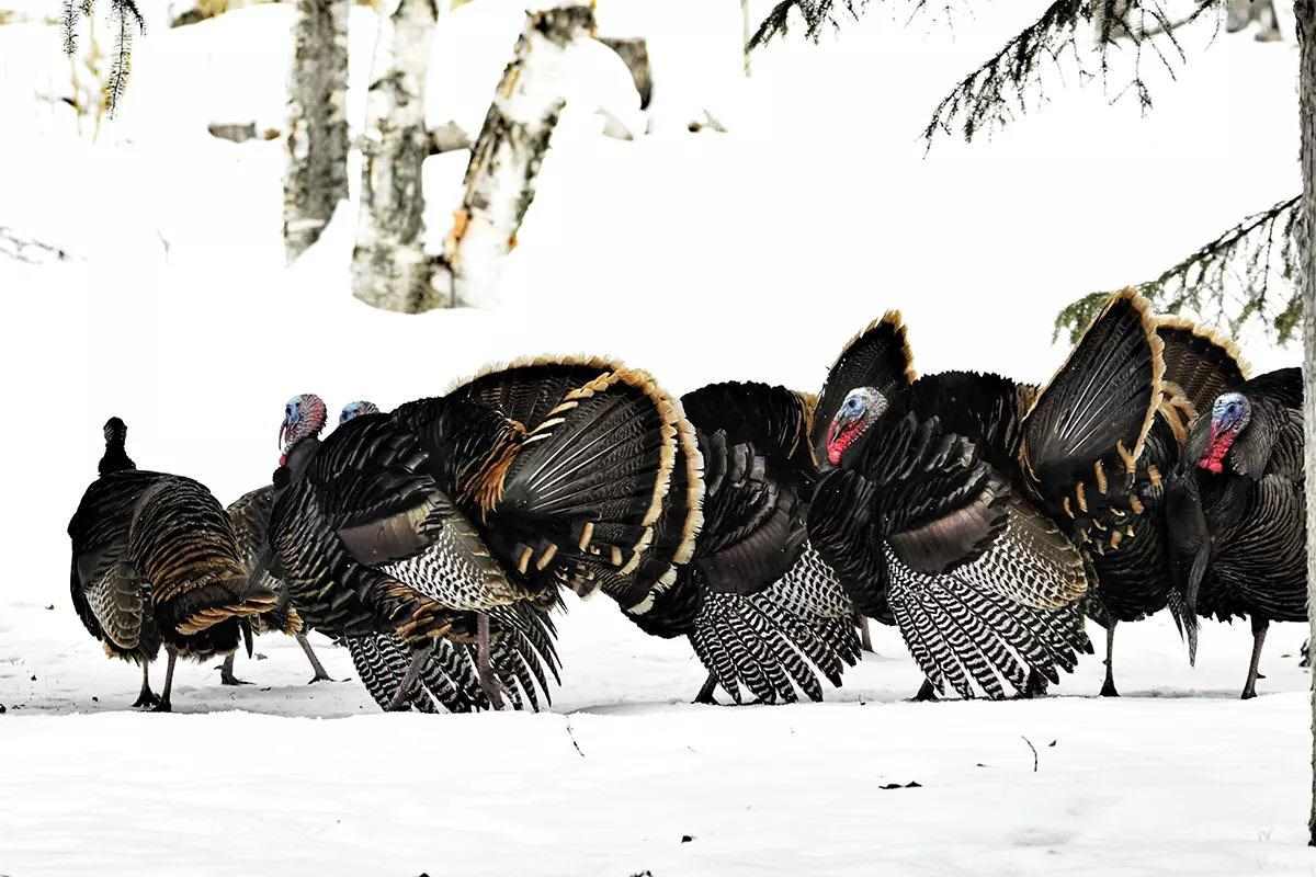 Several large turkeys strutting in field