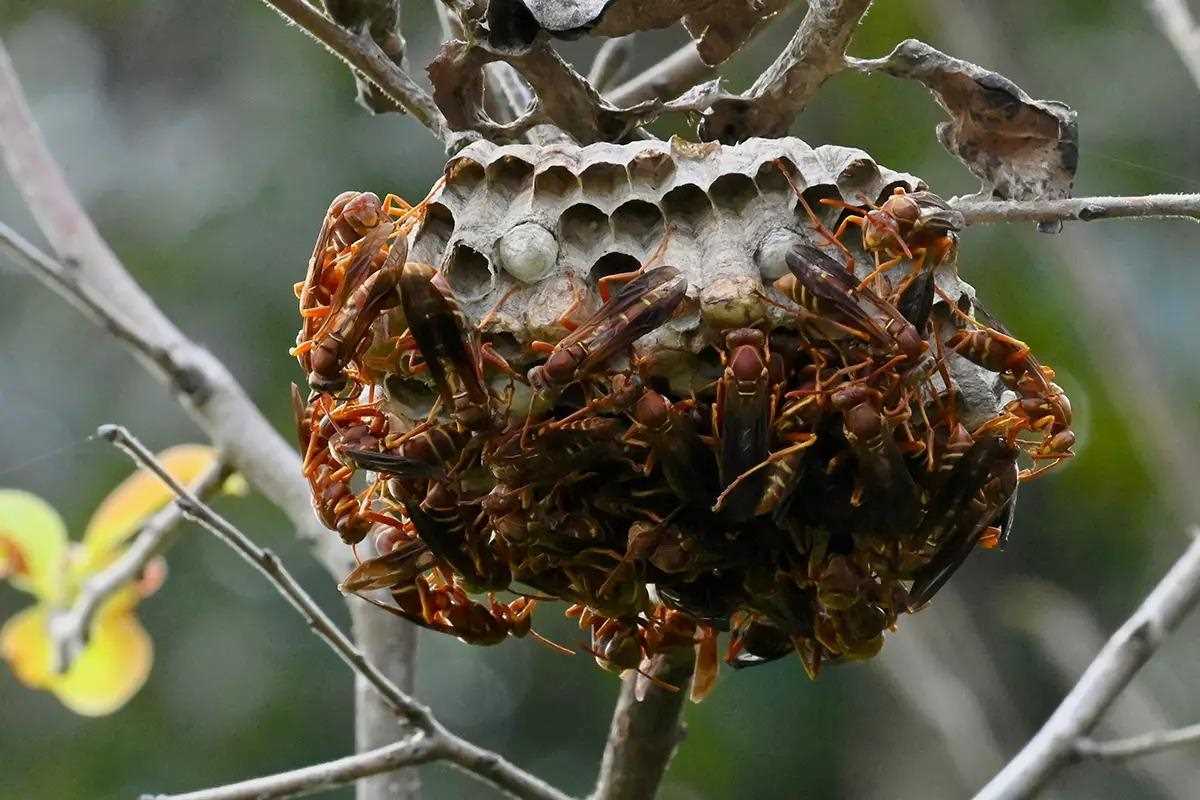 Paperwasp nest on branch of dark gray branch