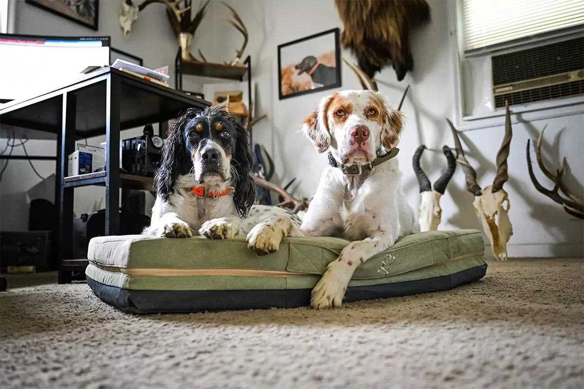 2 gorgeous dogs laying on a dog bed indoors