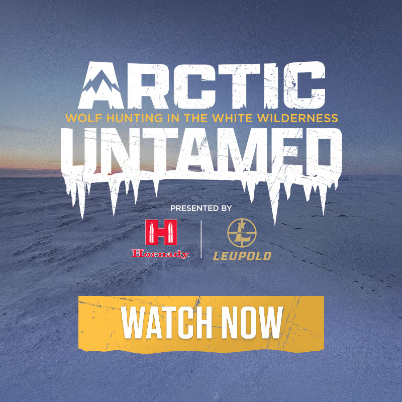 Background image of arctic tundra with a sunset/rise in the distance - white and yellow text Arctic untamed - Wolf Hunting in the white wilderness