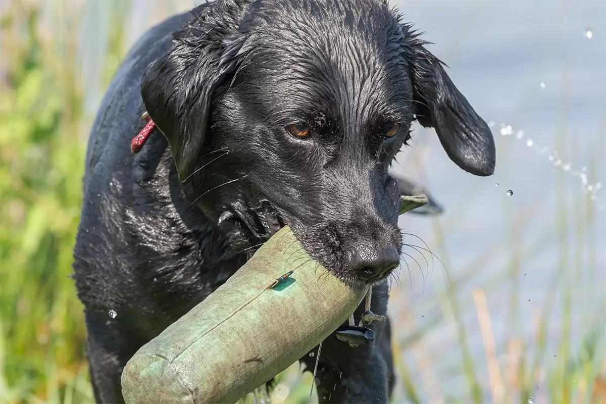 Black hunting dog retrieving duck decoy