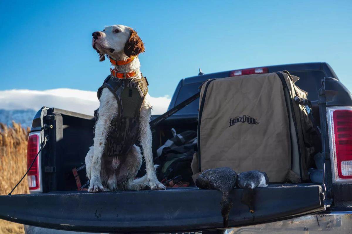 Hunting dog in vest sitting on tailgate of a pickup truck