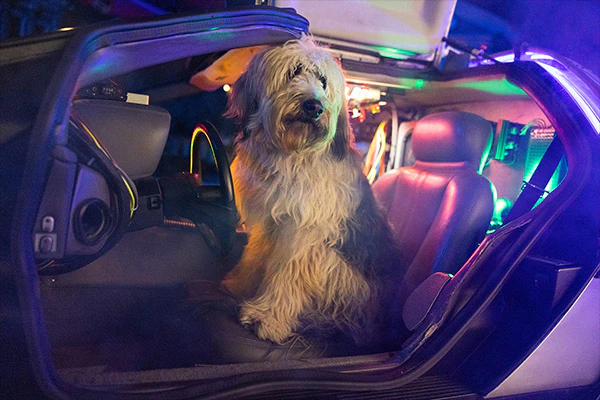 Einstein the dog from Back to the Future sitting inside the Time Machine during Universal Fan Fest Nights.