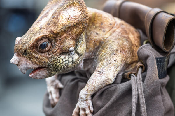 A Jurassic World Rebirth Aquilops being carried in a backpack at Universal Studios Hollywood.