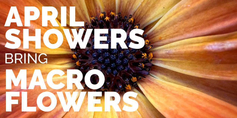 April Showers bring Macro Flowers