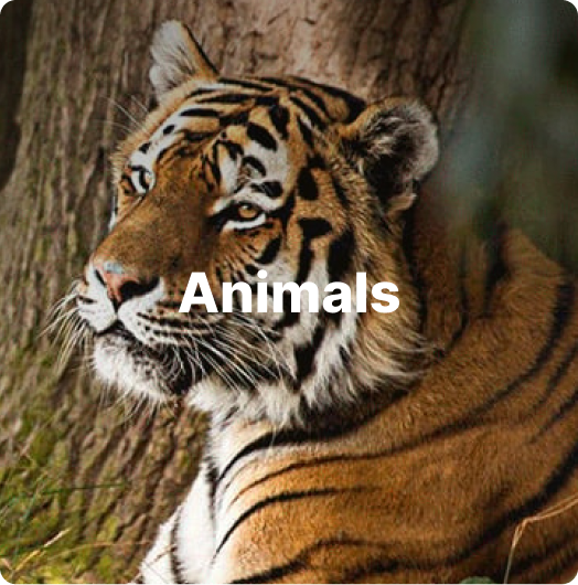 Animals