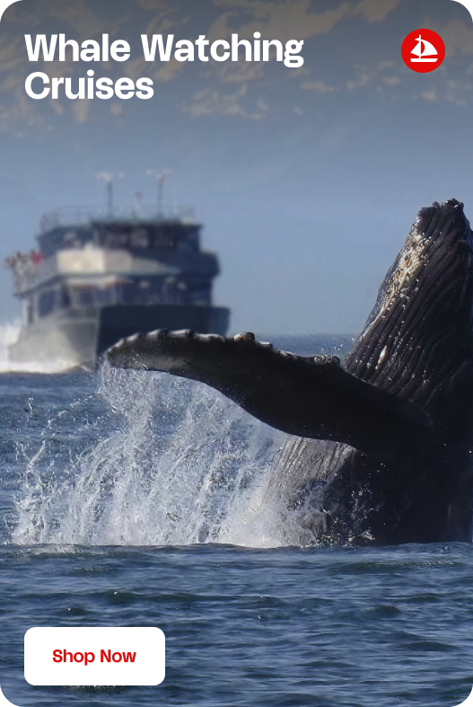 Whale Watching Cruises