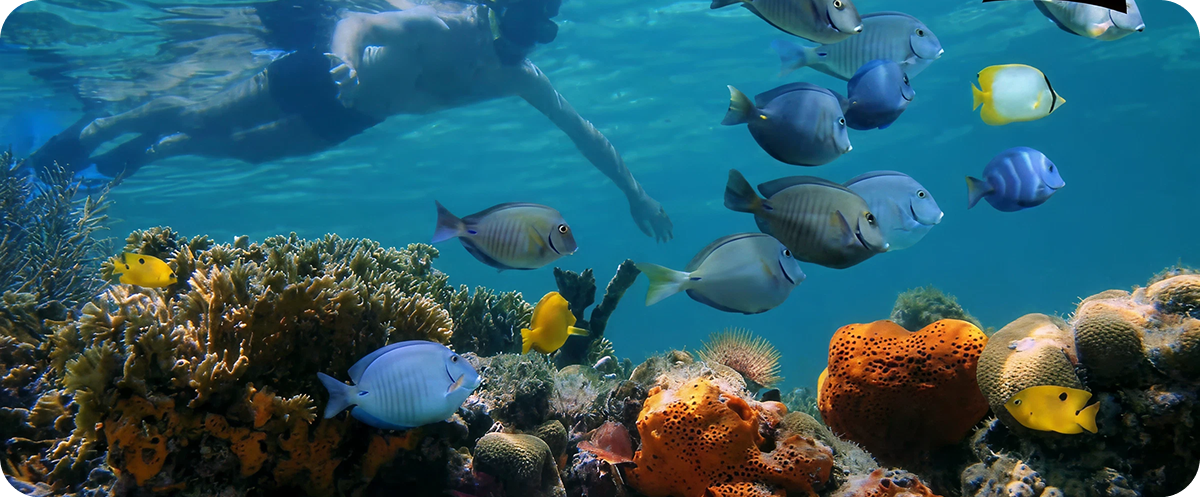 Morning Reef Snorkel with Tropical Fish