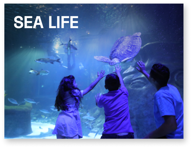 SEA LIFE Experiences and Gifts