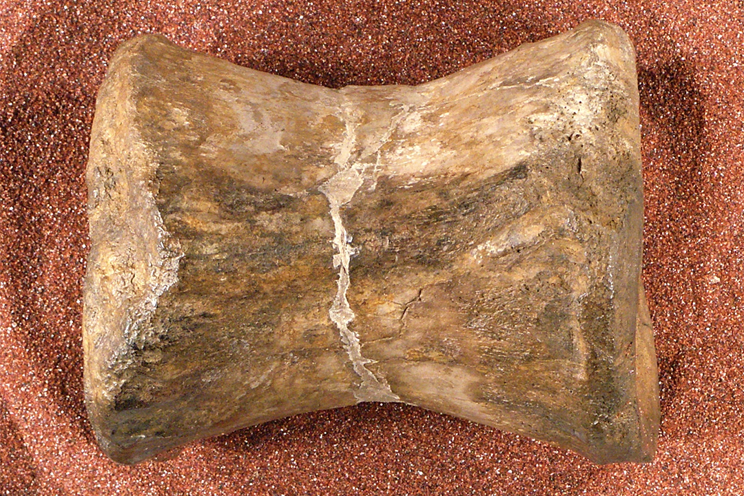 A single fossilized dinosaur bone with an hourglass shape resting on a reddish brown sandy surface