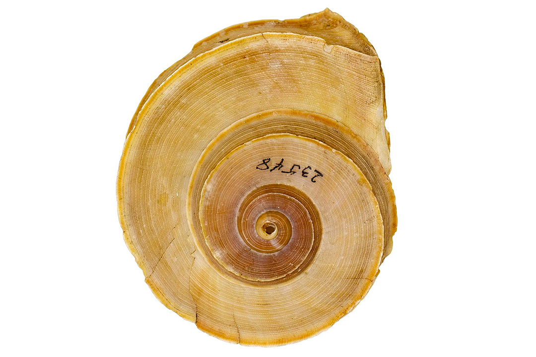 A tan-colored spiral snail shell with the numbers 23548 written upside down on its surface