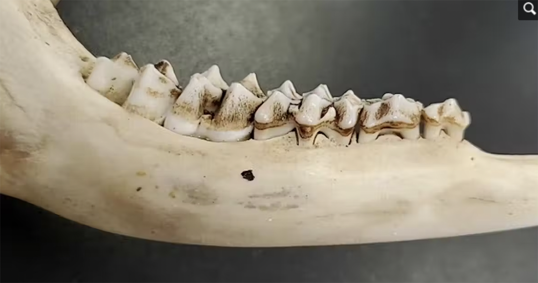 An ivory-colored jawbone of a deer with teeth
