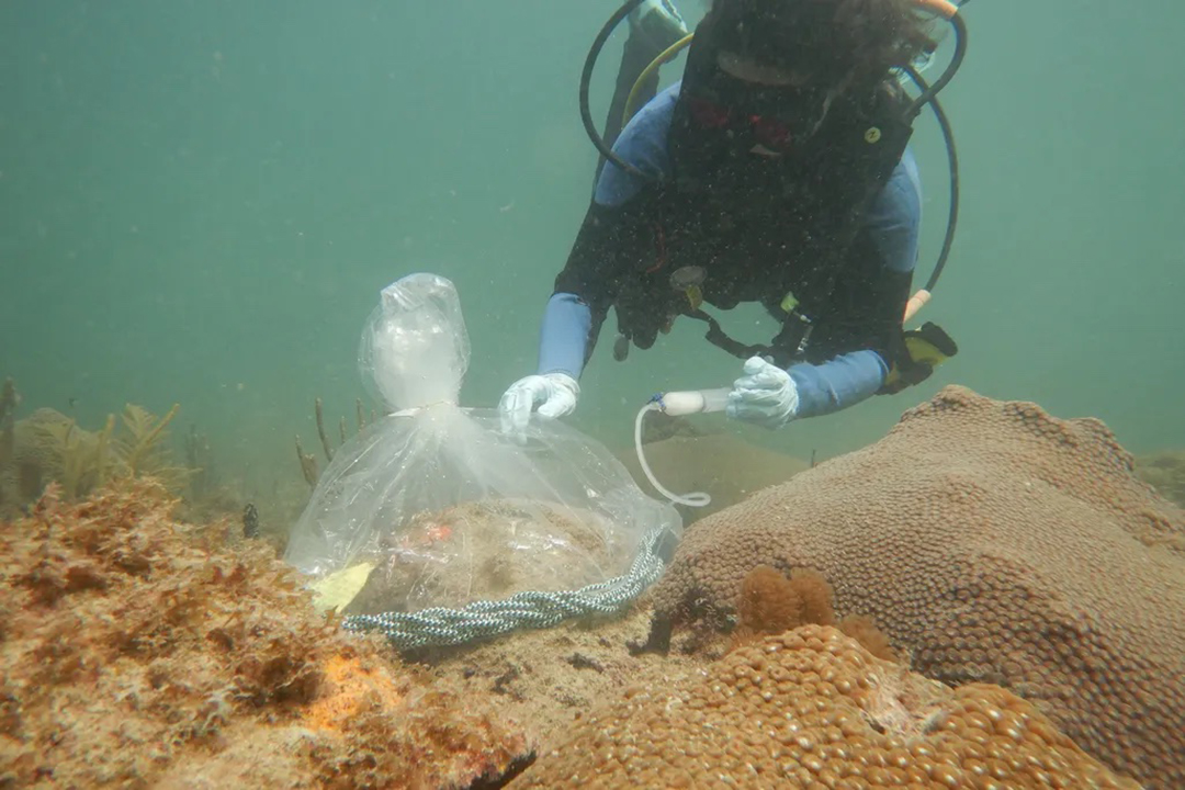a diver collecting samples from the ocean floor