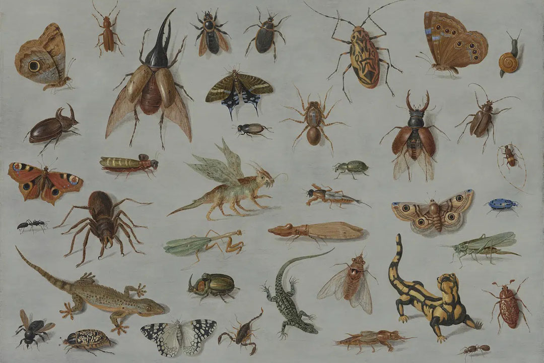 Illustrations of a variety of insects and small animals