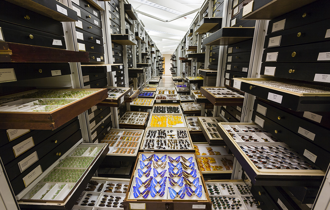 a view of NMNH insect collection with drawers open