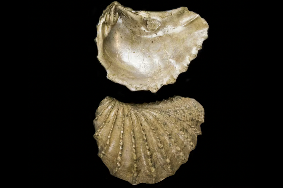 Views of the underside and the top of a beige bivalve shell on a black background