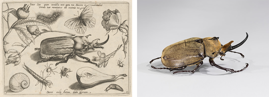 a black and white illustration of a beetle with flora and fauna surrounding it (left) and a photo of a similar beetle (right)