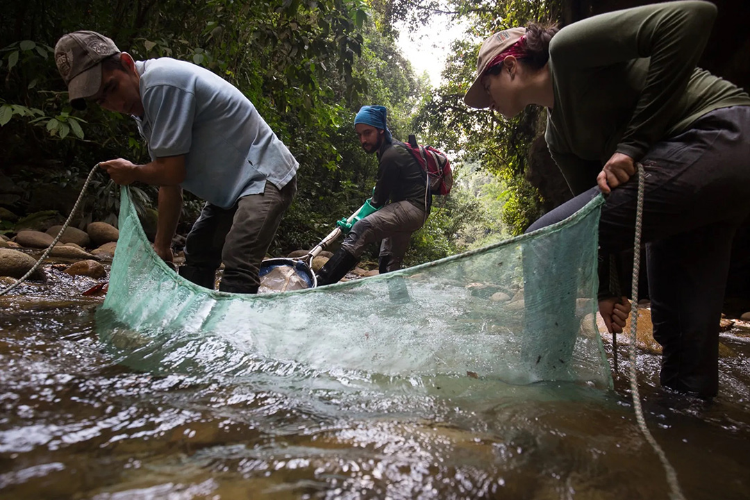 3 men maneuver nets in a shallow river