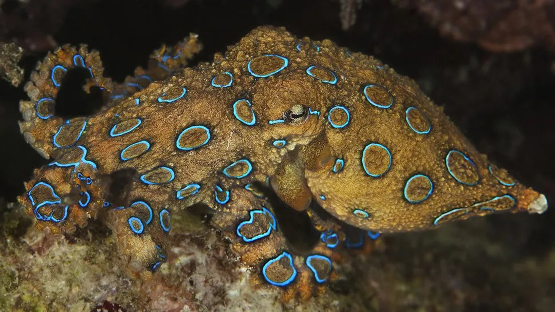 a tan octopus with a pattern of blue rings rimmed in black covering its skin