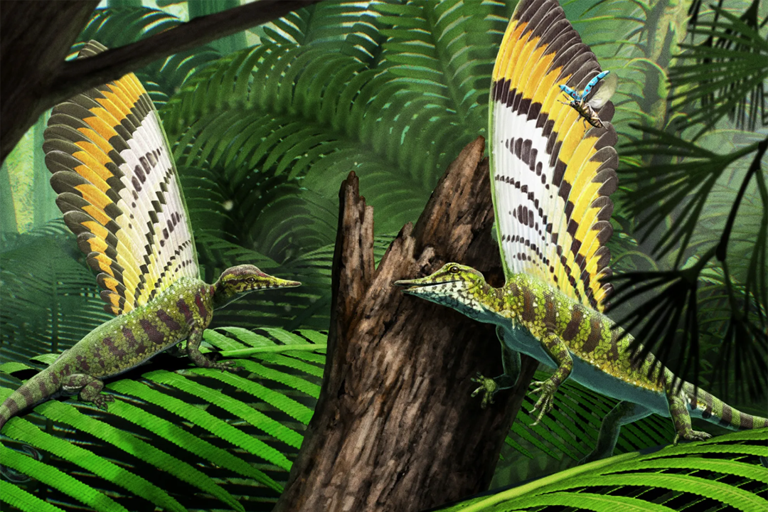 Two prehistoric reptiles with colorful feathered sails on their backs face each other in a lush forest.