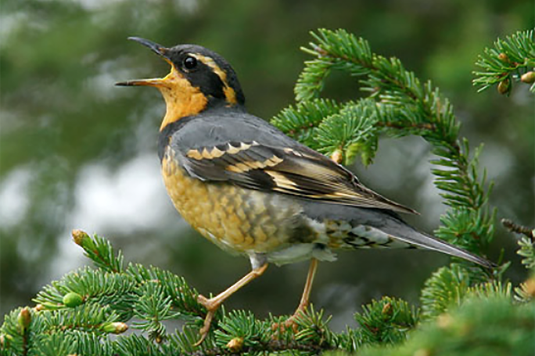 A bird with orange and black plumage sings while perched on a green conifer branch.