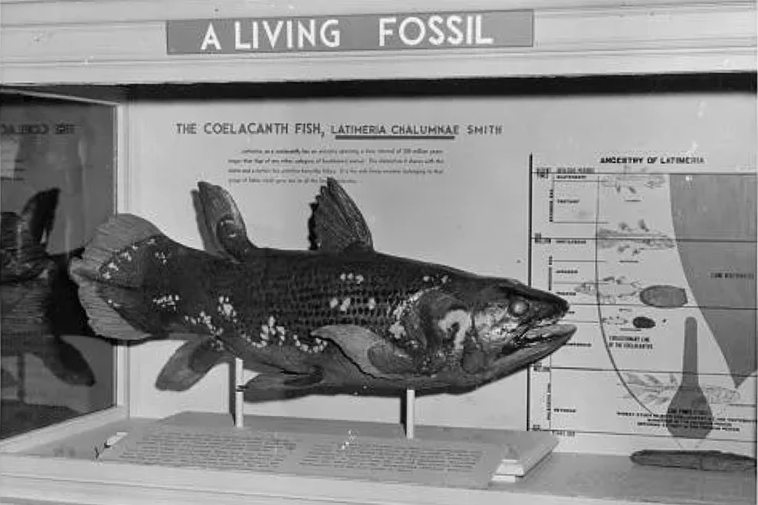A coelacanth on display in an exhibit case