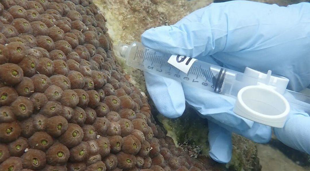 A blue gloved hand uses a syringe to take a sample from a living coral colony