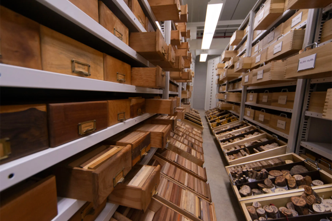 Collection shelves housing wood samples