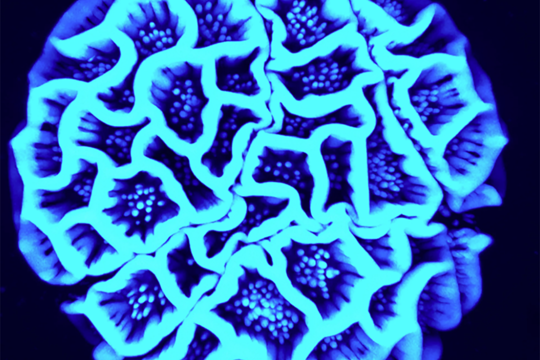 Close-up view of a pollen specimen glowing in blue light
