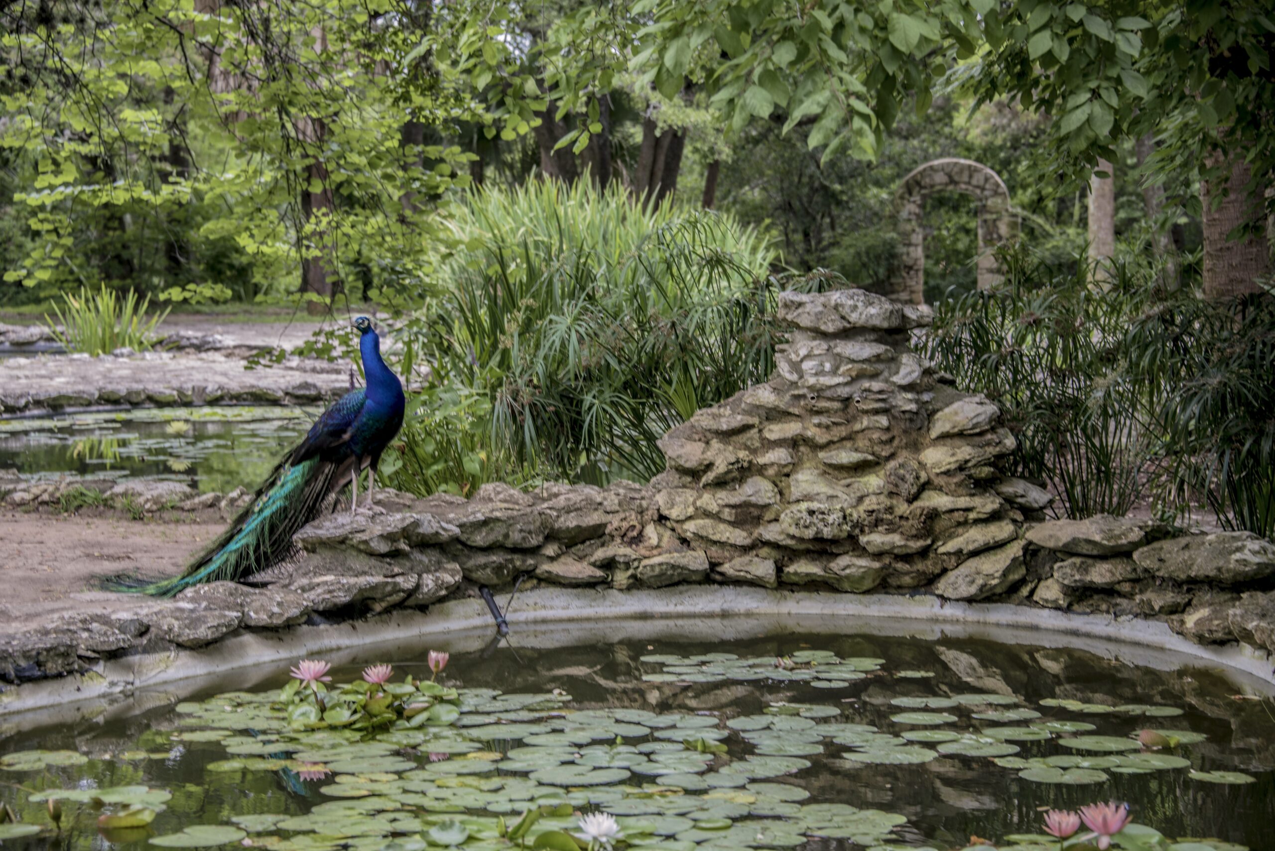 Peacock at Mayfield Park